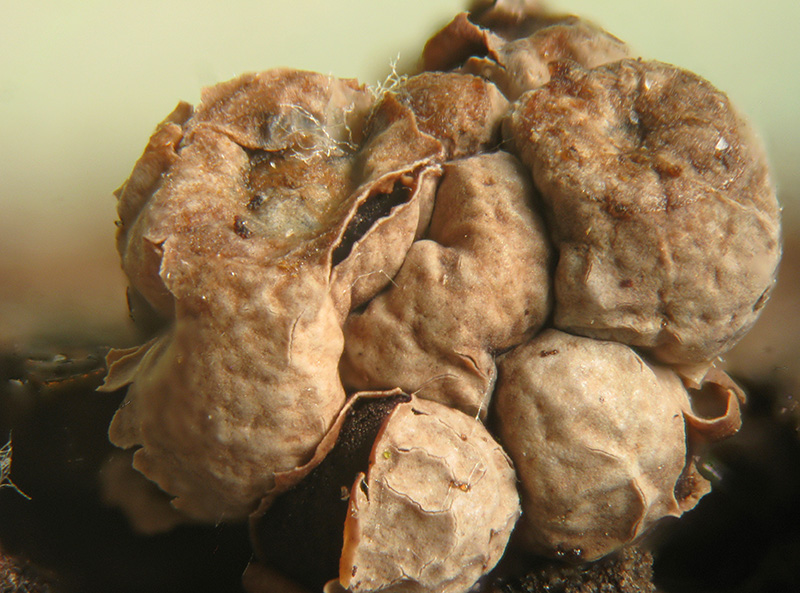 Diderma floriforme ?